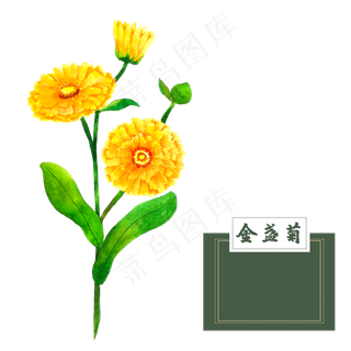 花类中草药金盏菊水彩