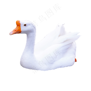 白色游泳的鹅,免抠元素