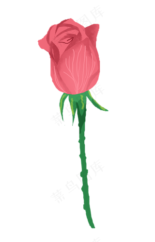 红色玫瑰花苞