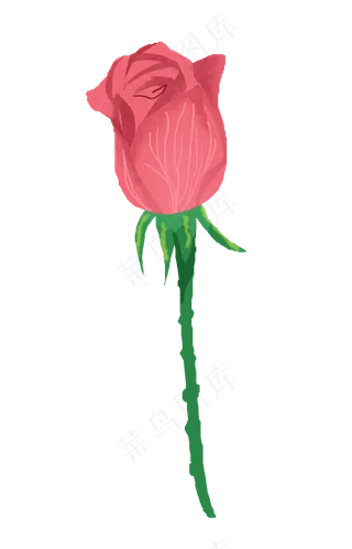 红色玫瑰花苞