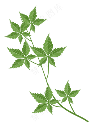 绿色树叶夏日枫叶树