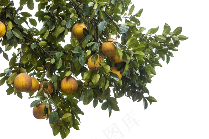 富有青春洋溢的橘子树