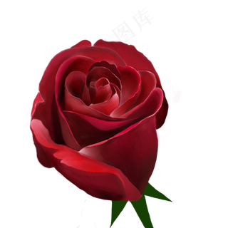 玫瑰花红色玫瑰手绘玫瑰浪漫