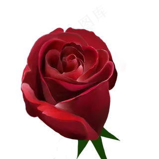 玫瑰花红色玫瑰手绘玫瑰浪漫