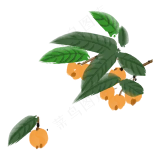 新鲜水果枇杷果