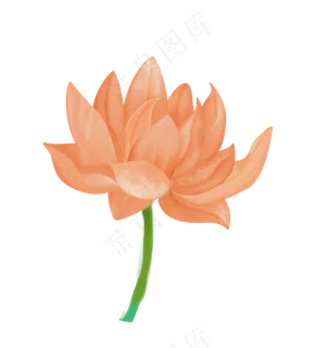 粉色荷花水生植物