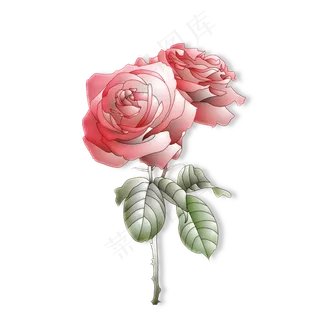 一对美丽的玫瑰花