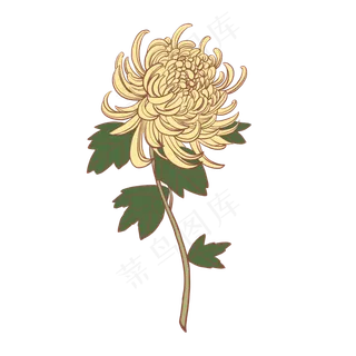 手绘菊花绿叶黄色的花