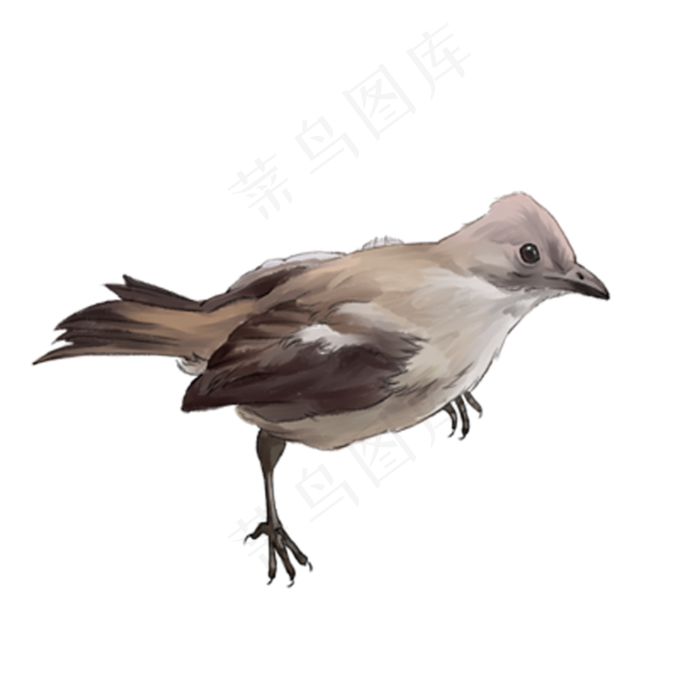 园林鸟小鸟,免抠元素