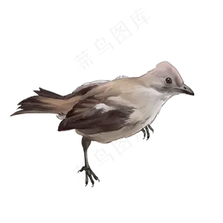 园林鸟小鸟,免抠元素