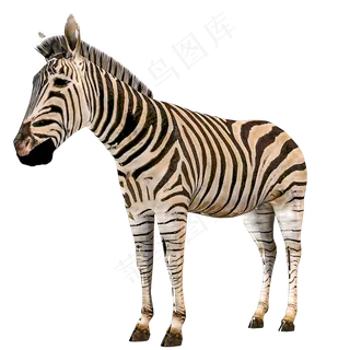 写实动物斑马,免抠元素 写实动物斑马,免抠元素