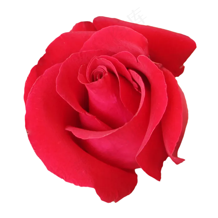 红玫瑰花朵(2333*2333px 300 dpi )