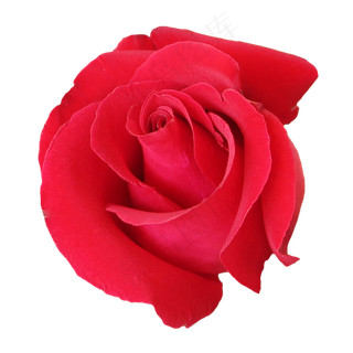 红玫瑰花朵