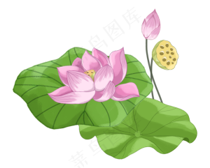 夏季荷花莲花