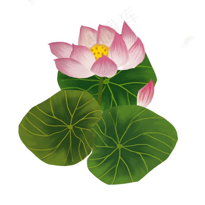 荷花花卉png素材(2000X2000(DPI:300))psd模版下载