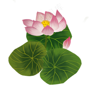 荷花花卉png素材