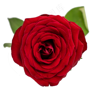 红色玫瑰