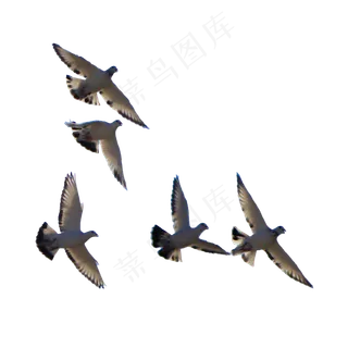 飞翔的和平鸽鸟儿,免抠元素