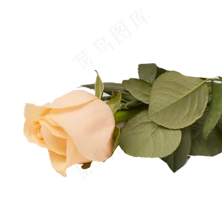 橙色香槟玫瑰免扣图