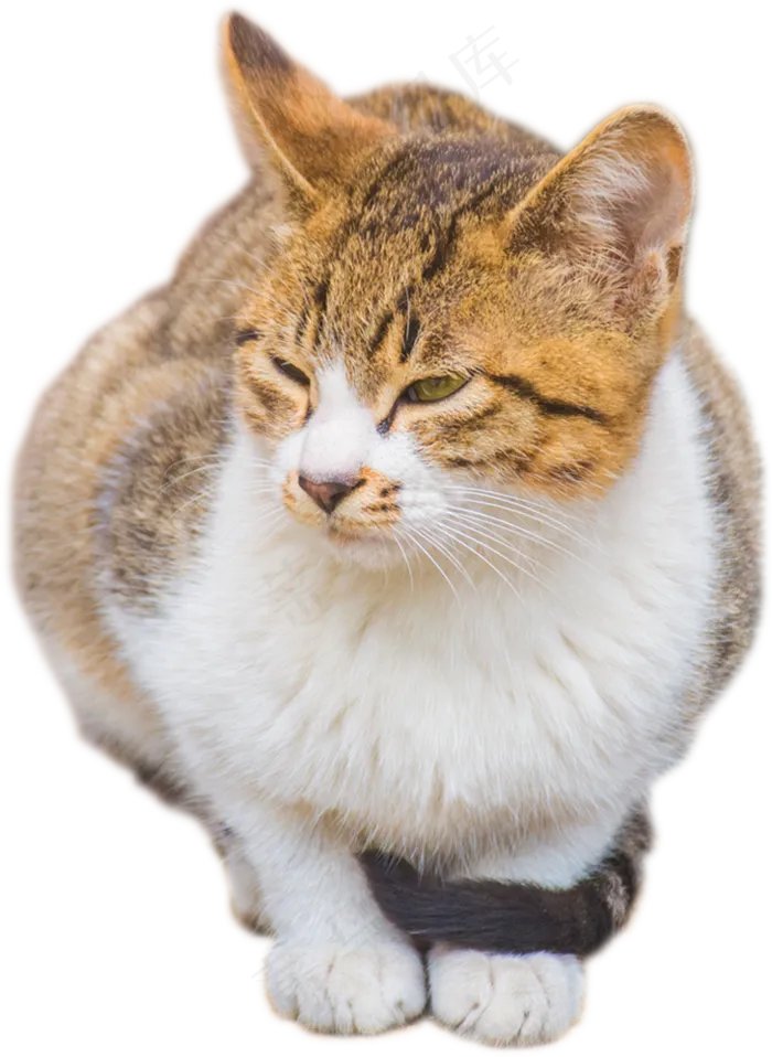 可爱小猫咪