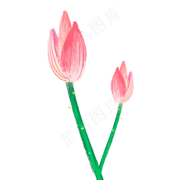 荷花花苞中国风手绘(2000X2000(DPI:300))psd模版下载