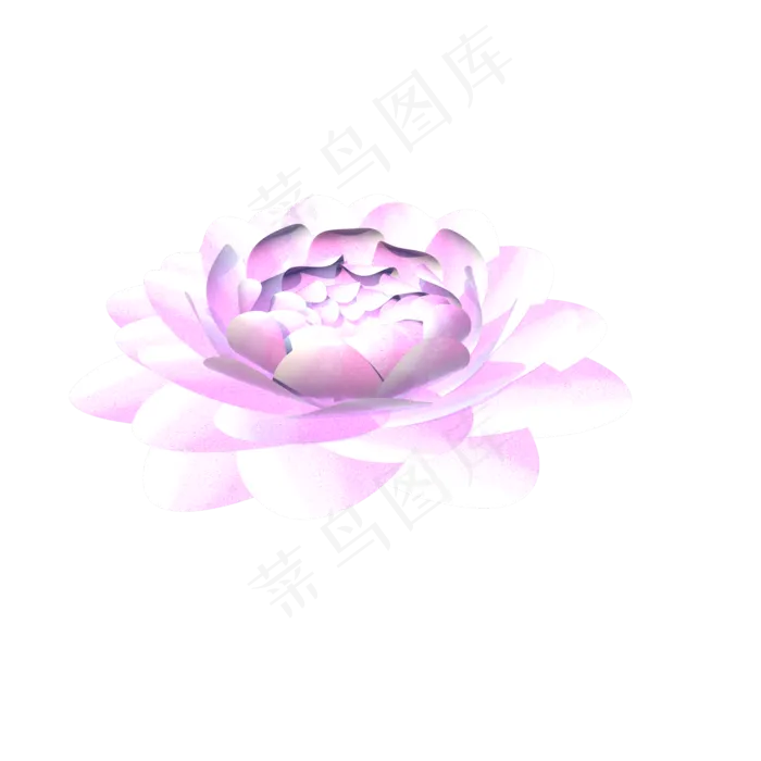 粉白色纯洁的莲蓬开花的水芙蓉实