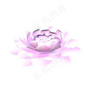 粉白色纯洁的莲蓬开花的水芙蓉实