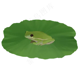 处暑商用荷叶上的青蛙元素