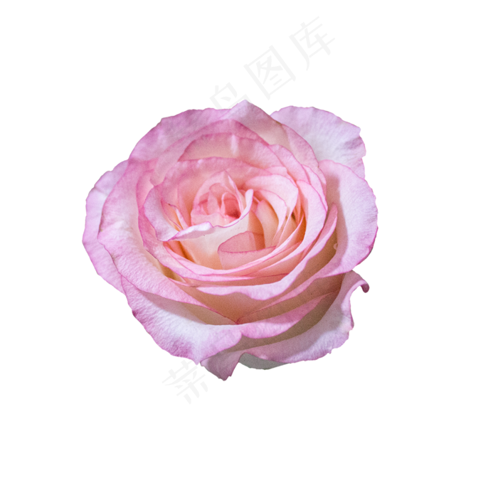 双色粉红玫瑰(2000*2000px 300 dpi )