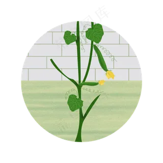 青瓜画黄花墙草地叶子藤蔓绿色嫩