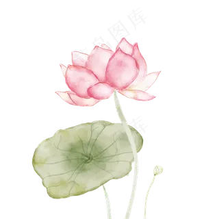 水彩粉色荷花荷叶