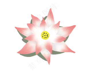 一朵荷花