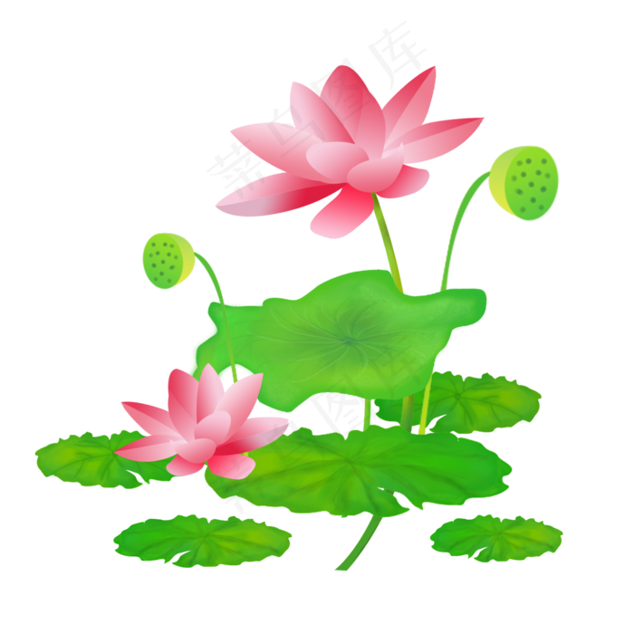 粉色的荷花(2000X2000(DPI:300))psd模版下载