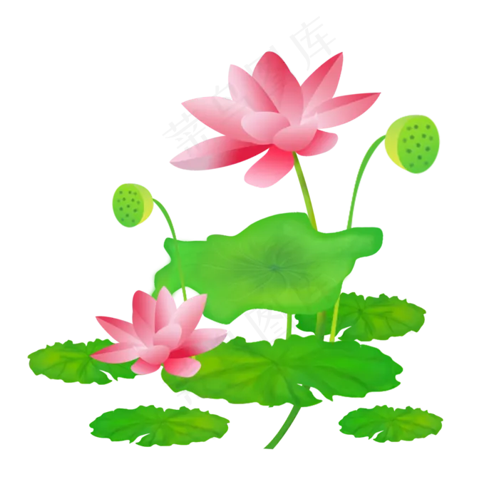 粉色的荷花(2000X2000(DPI:300))psd模版下载