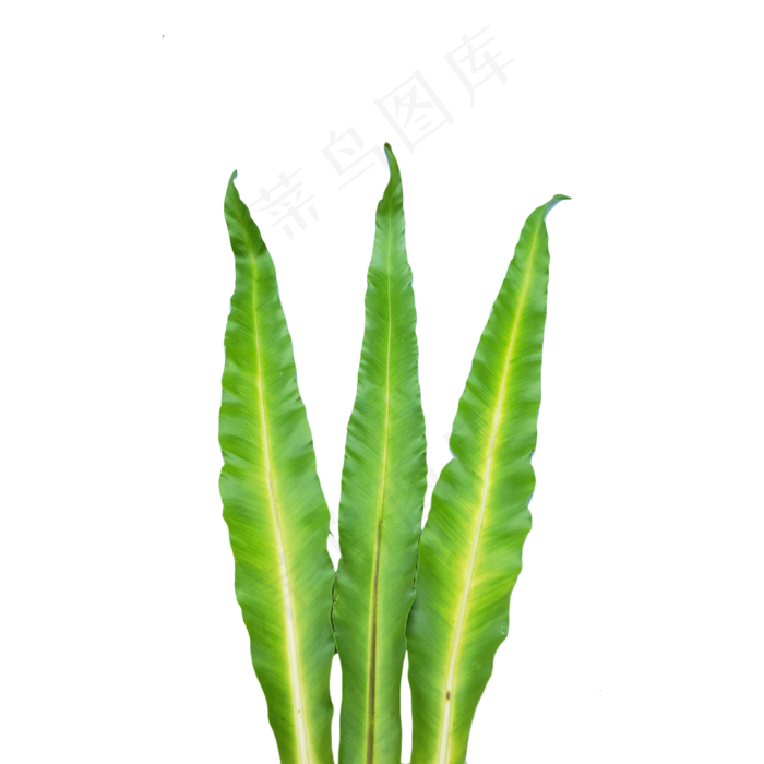 鸟巢叶长条叶子