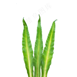 鸟巢叶长条叶子