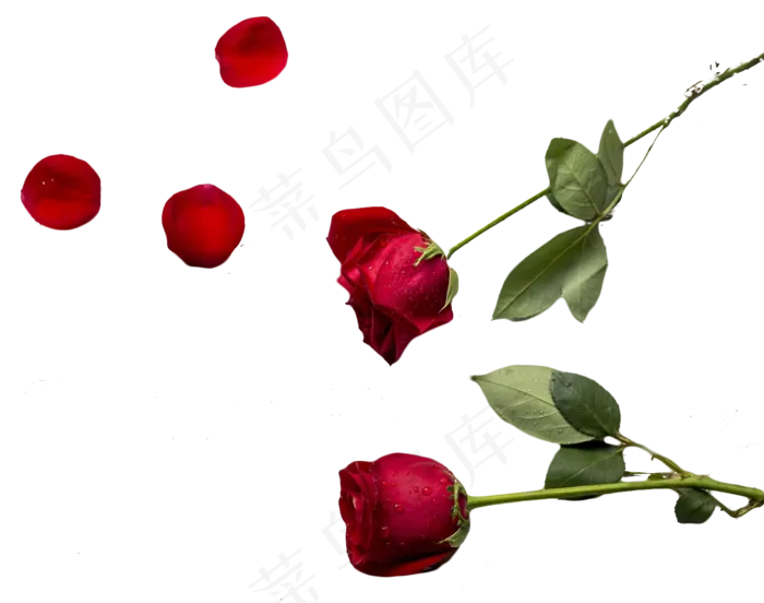 玫瑰花花瓣(1421X1120(DPI:300))psd模版下载