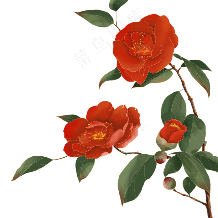 古风花山茶花(2000X2000(DPI:300))psd模版下载