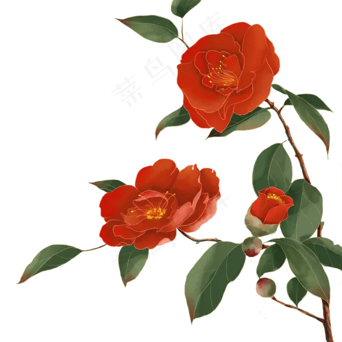古风花山茶花(2000X2000(DPI:300))psd模版下载