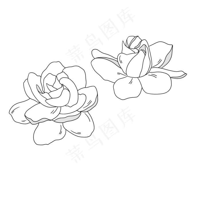 卡通矢量手绘的栀子花
