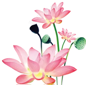 荷花荷叶莲藕