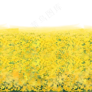 春天里的油菜花免抠图