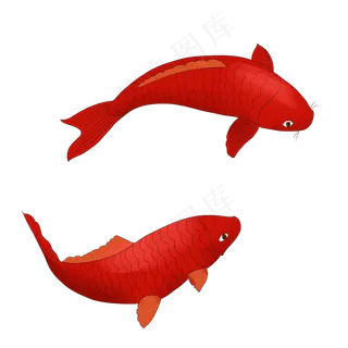 红色锦鲤鸿运当头锦鲤喜庆鲤鱼,免抠元素