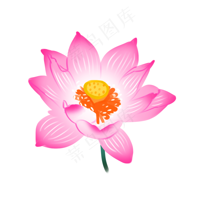 卡通荷花植物插画