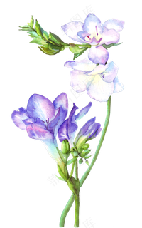 手绘紫色的兰花水彩花卉