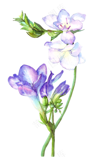 手绘紫色的兰花水彩花卉