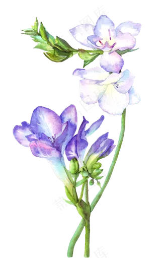 手绘紫色的兰花水彩花卉