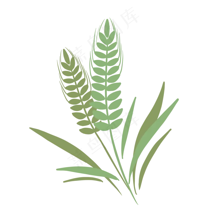 麦穗谷物小满节气(2000X2000(DPI:300))psd模版下载