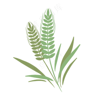 麦穗谷物小满节气