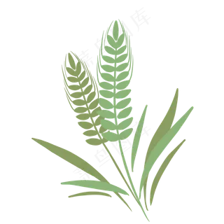 麦穗谷物小满节气 麦穗谷物小满节气